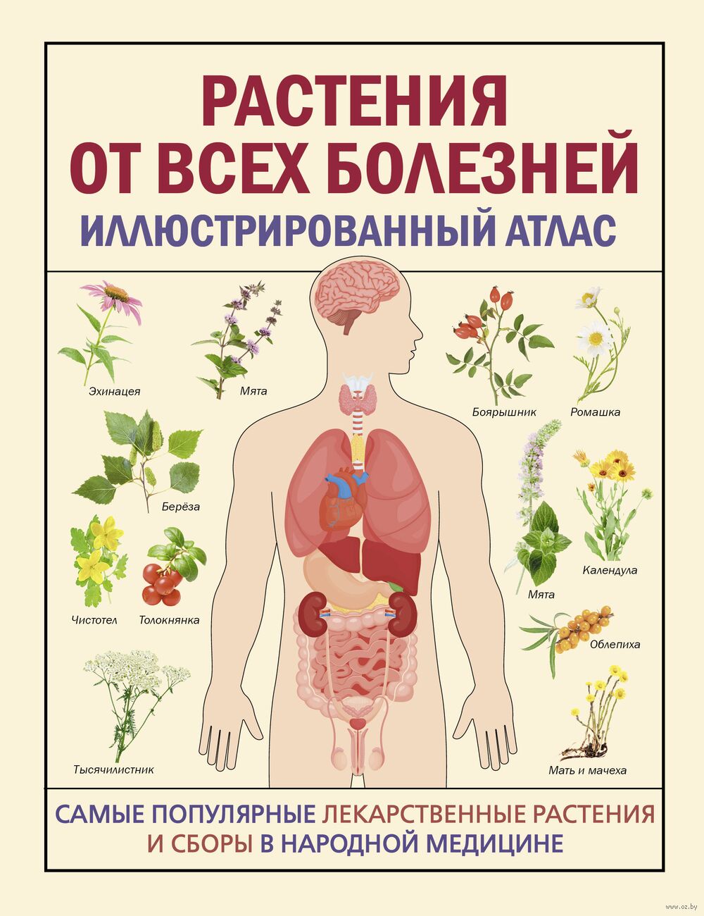 Растения от всех болезней. Иллюстрированный атлас - купить книгу Растения  от всех болезней. Иллюстрированный атлас в Минске — Издательство АСТ на  OZ.by