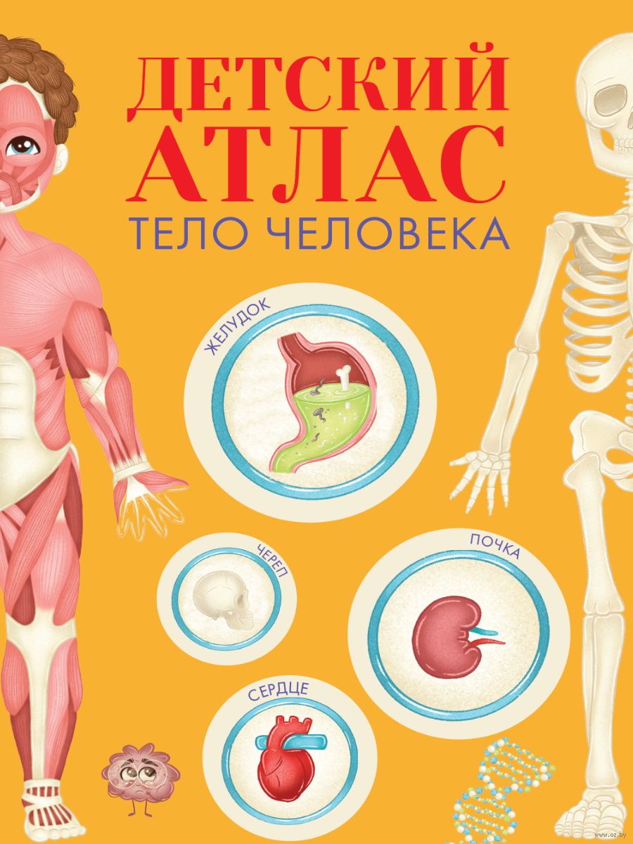 детский череп 