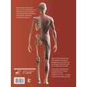 Атлас анатомии человека. Русско-латинско-английское издание — фото, картинка — 16
