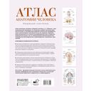 Атлас анатомии человека. Нервная система — фото, картинка — 1