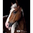 Лошади. Портреты, вдохновленные Рембрандтом. Эксклюзивный фотоальбом — фото, картинка — 16